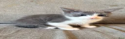 Mixed Breed cats for sale: Male Russian blue x Bengal kitten ( ready to go) - Advert 1