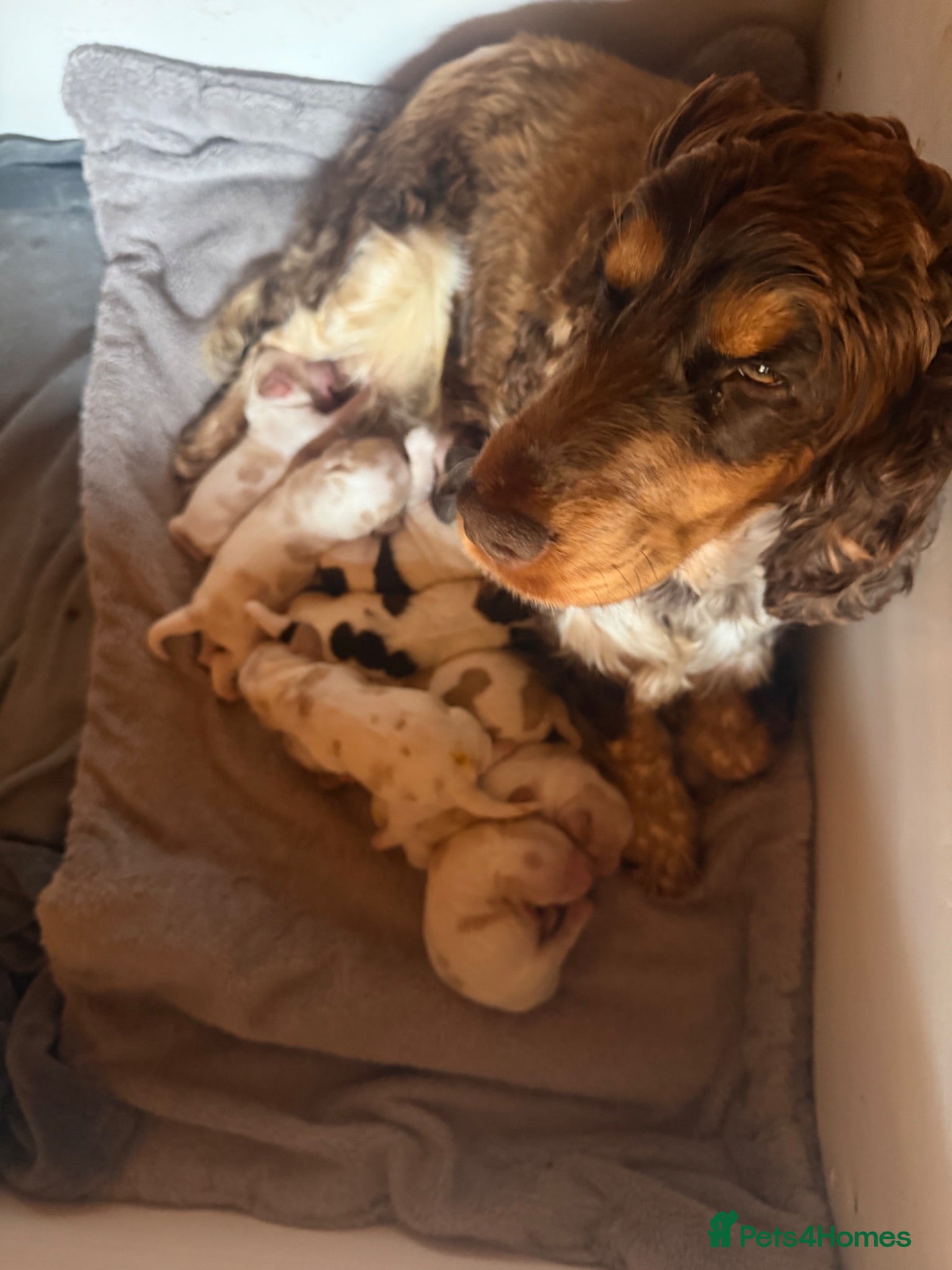 Cocker Spaniel dogs Show cocker spaniel pups - Advert 2