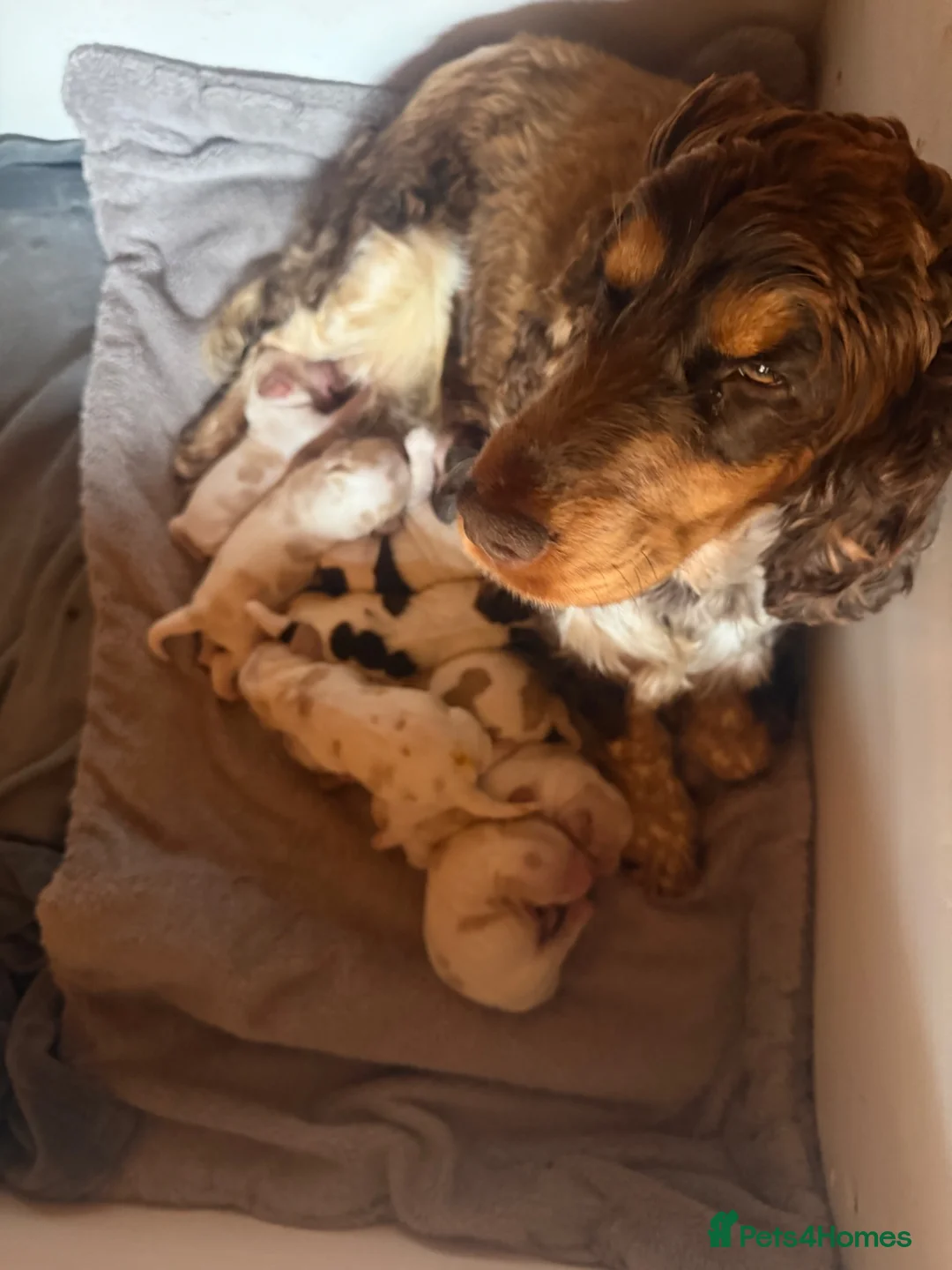 Cocker Spaniel dogs for sale: Show cocker spaniel pups - Advert 2