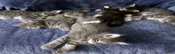 Maine Coon cats for sale: Full Maine coon kittens available  - Advert 1