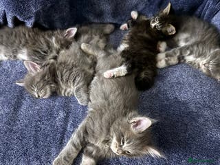 Maine Coon cats Full Maine coin kittens available - Advert 1