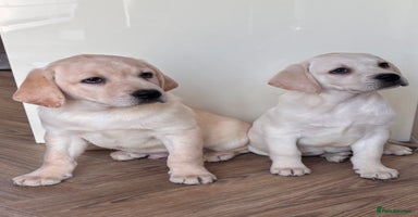 Labrador Retriever dogs Traditional english show type labrador puppies  - Advert 14