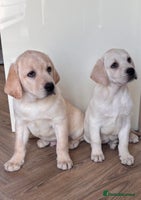 Labrador Retriever dogs Traditional english show type labrador puppies - Advert 14