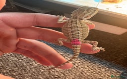 Dragon reptiles for sale: Viticans dragon - Image 15