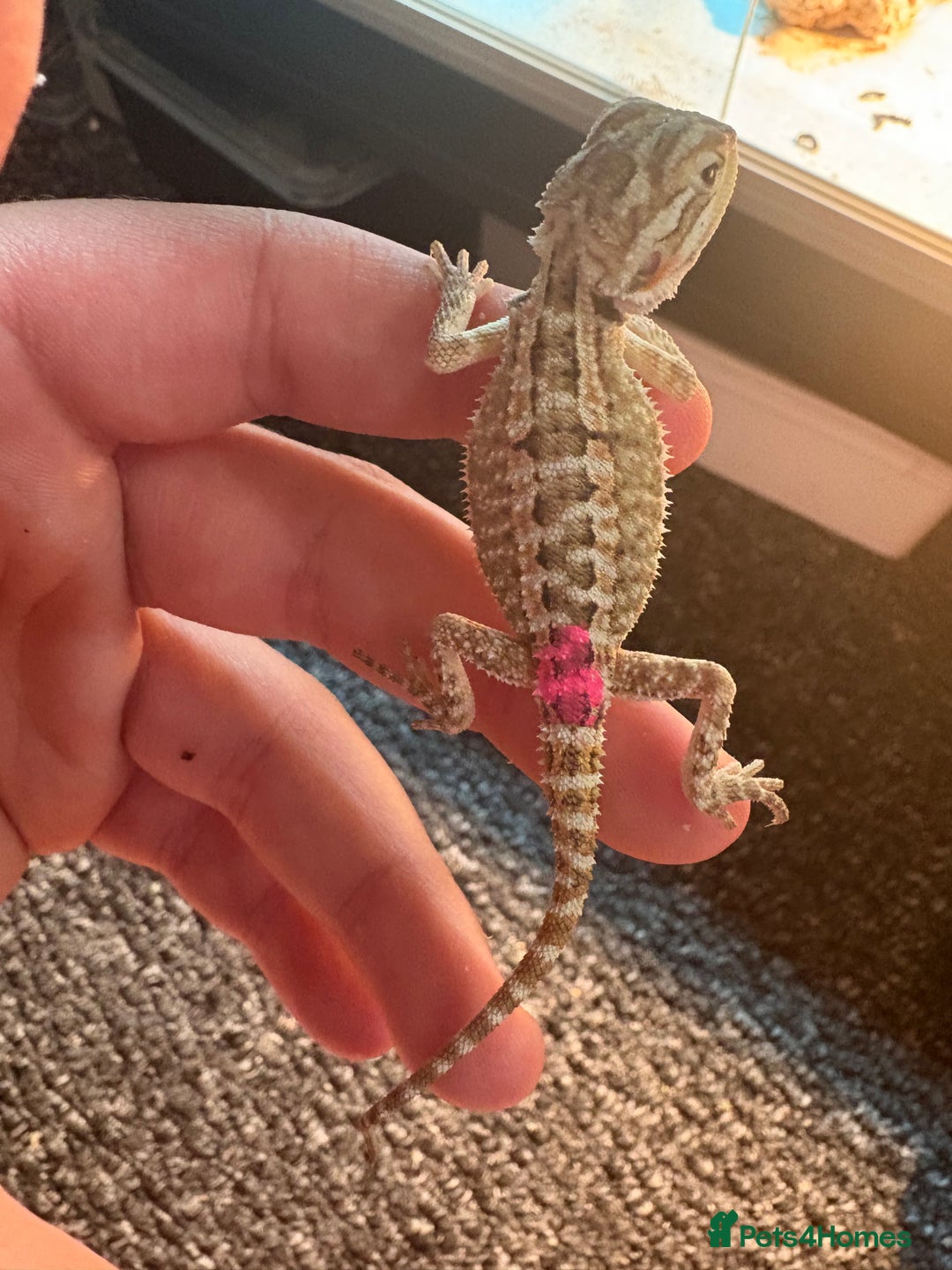 Dragon reptiles for sale: Viticans dragon - Image 15