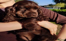 Cocker Spaniel dogs for sale: Show type cocker spaniel pups by Rosie - Image 26