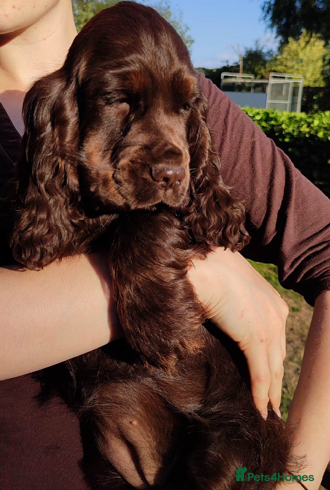Cocker Spaniel dogs for sale: Show type cocker spaniel pups by Rosie - Image 26