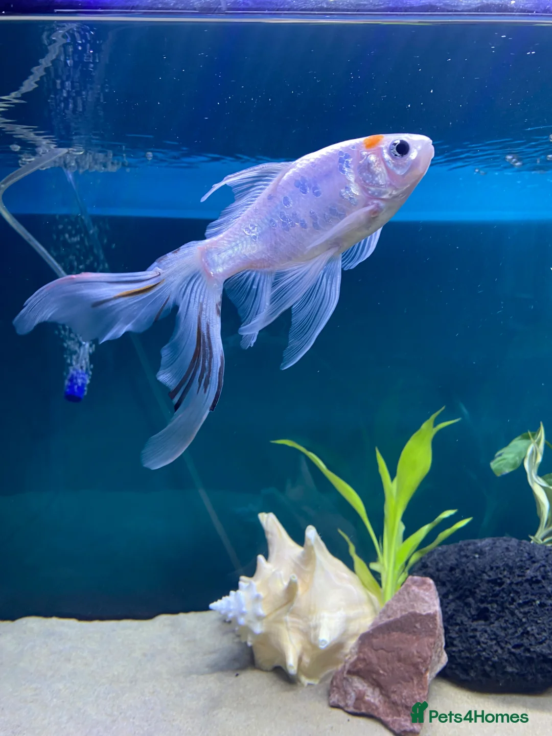 Pond Fish fish for sale: Rehoming a rescue Comet Goldfish  in Todmorden - Advert 2