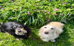 Miniature Dachshund dogs for sale: Beautiful one in a million miniature dachshund  - Image 14