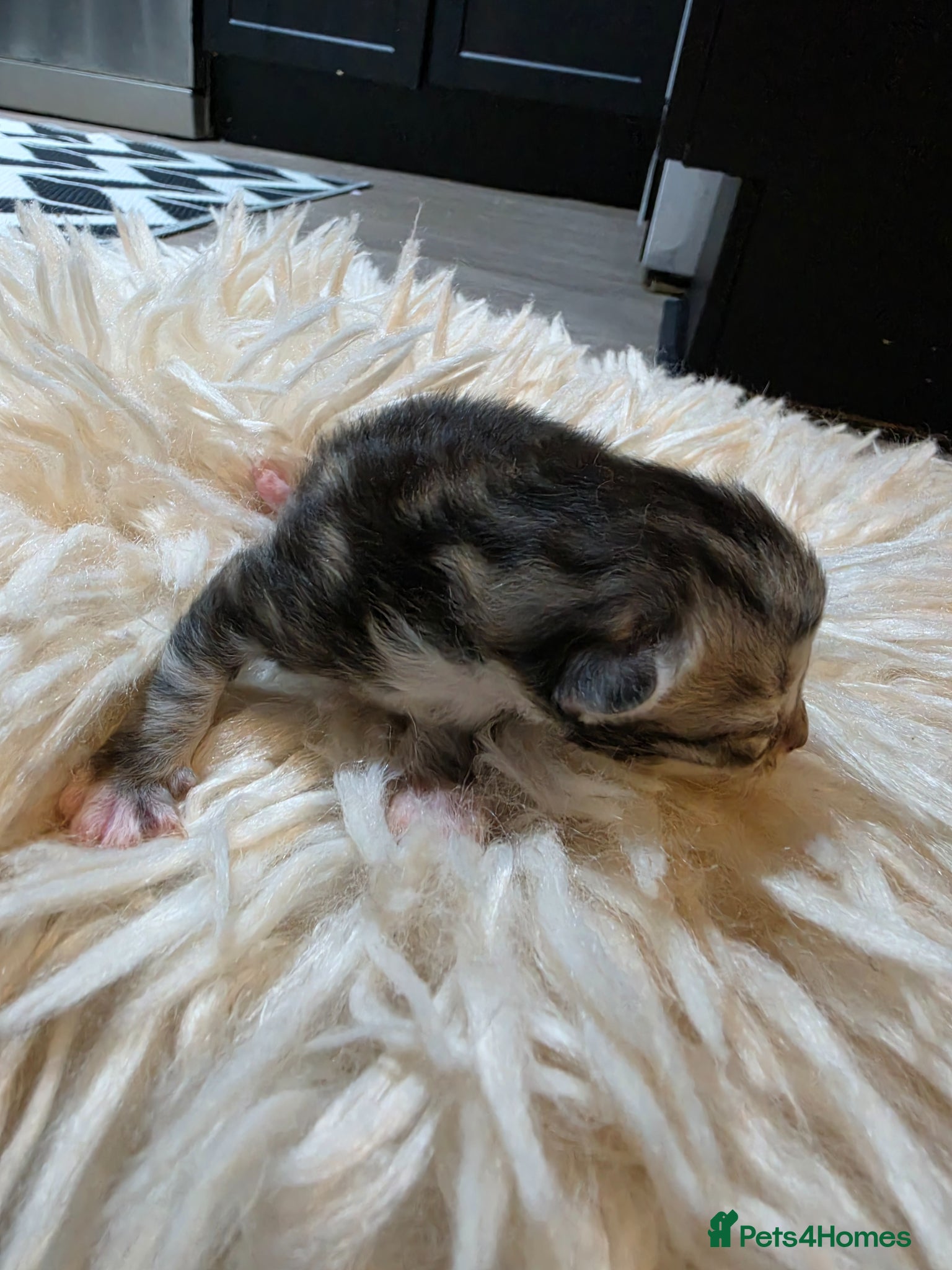 Persian cats for sale: Beautiful Persian Mix Kittens - Advert 29