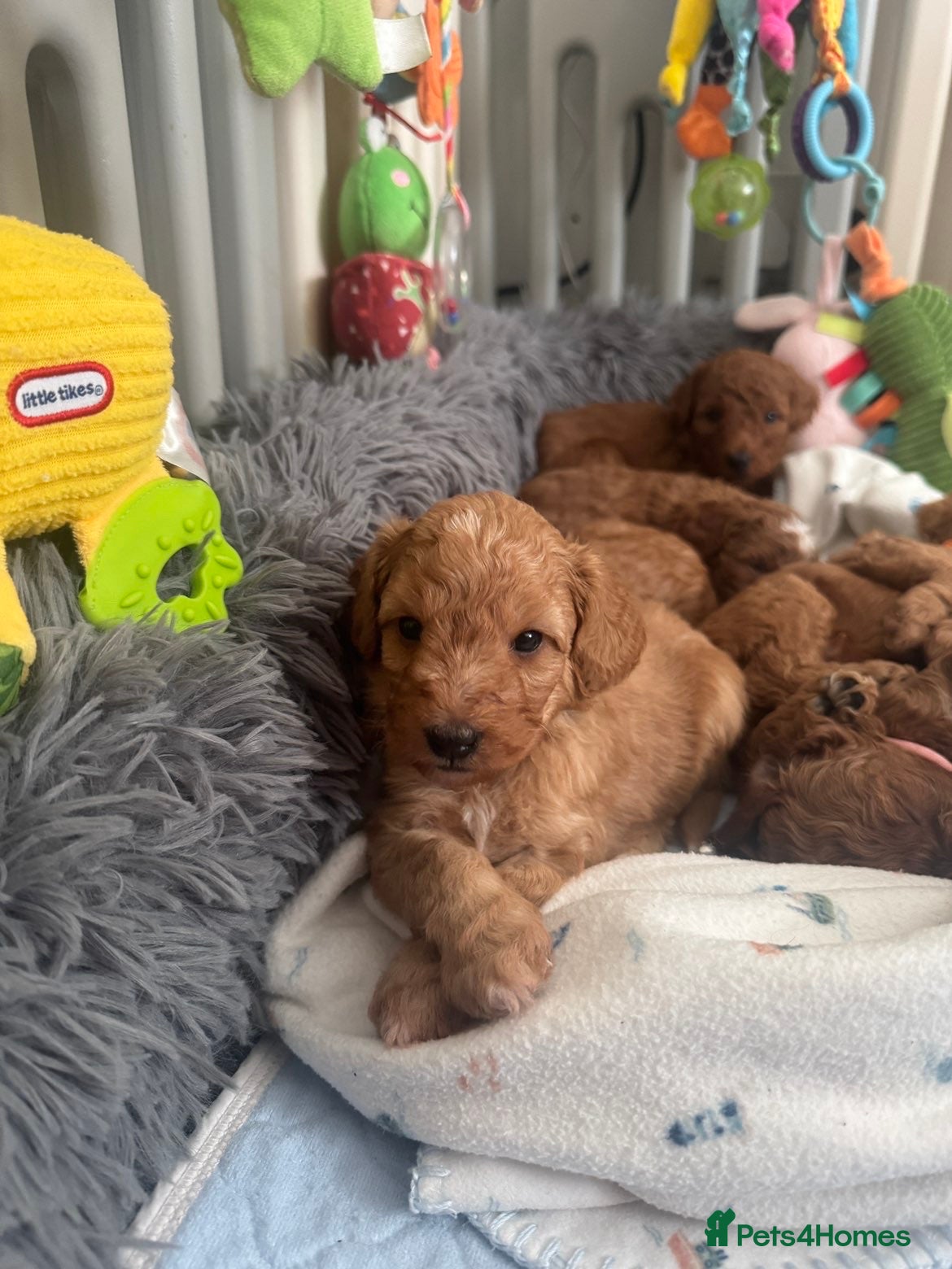 Australian Labradoodle dogs Australian Labradoodle puppies  - Advert 13