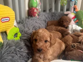 Australian Labradoodle dogs Australian Labradoodle puppies - Advert 13