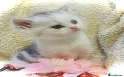 Persian cats for sale:  Persian cross now reserved.  - Image 5