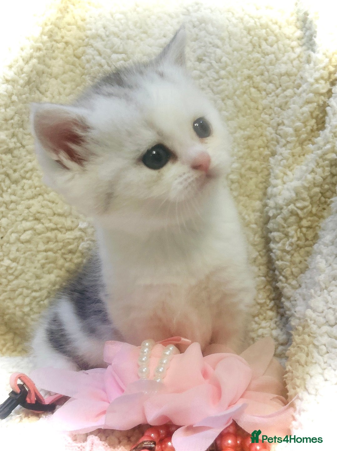 Persian cats for sale:  Persian cross now reserved.  - Image 5