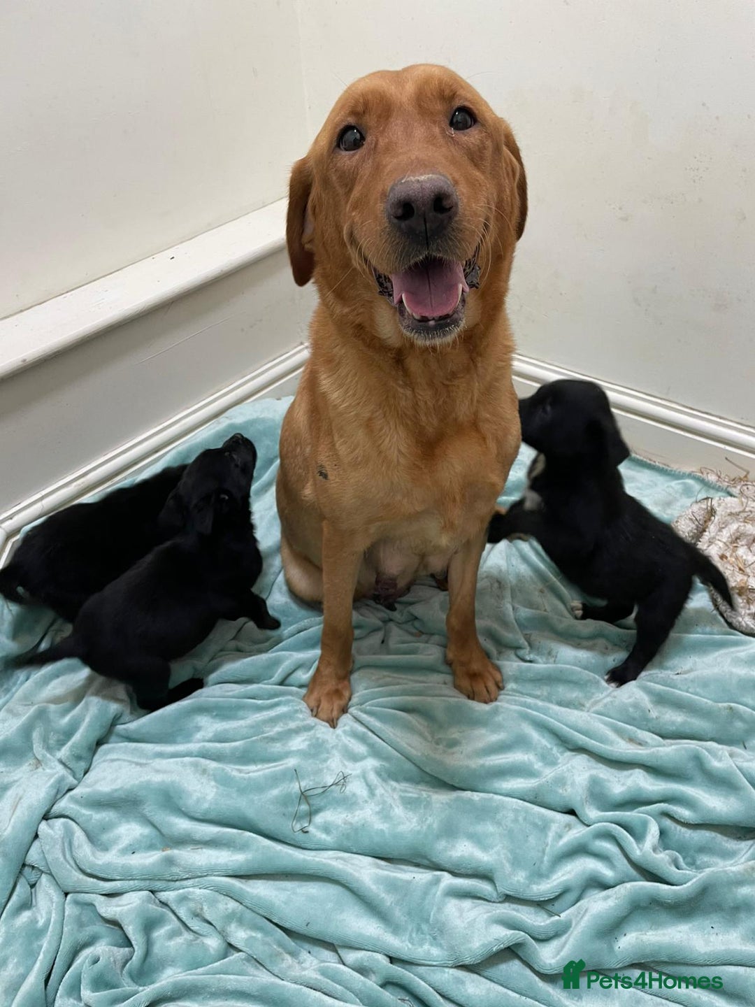 Borador dogs for sale: ⚫️lab x collie puppies ⚪️ - Advert 11