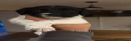 English Springer Spaniel dogs for sale: English springer spaniel puppies - Advert 6