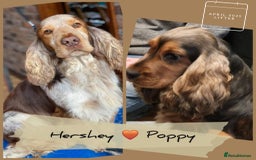 Cocker Spaniel dogs for sale: Applejacks Pedigree Show Cocker Spaniel Puppies - Image 7