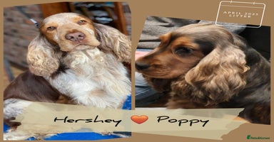 Cocker Spaniel dogs - Advert 15