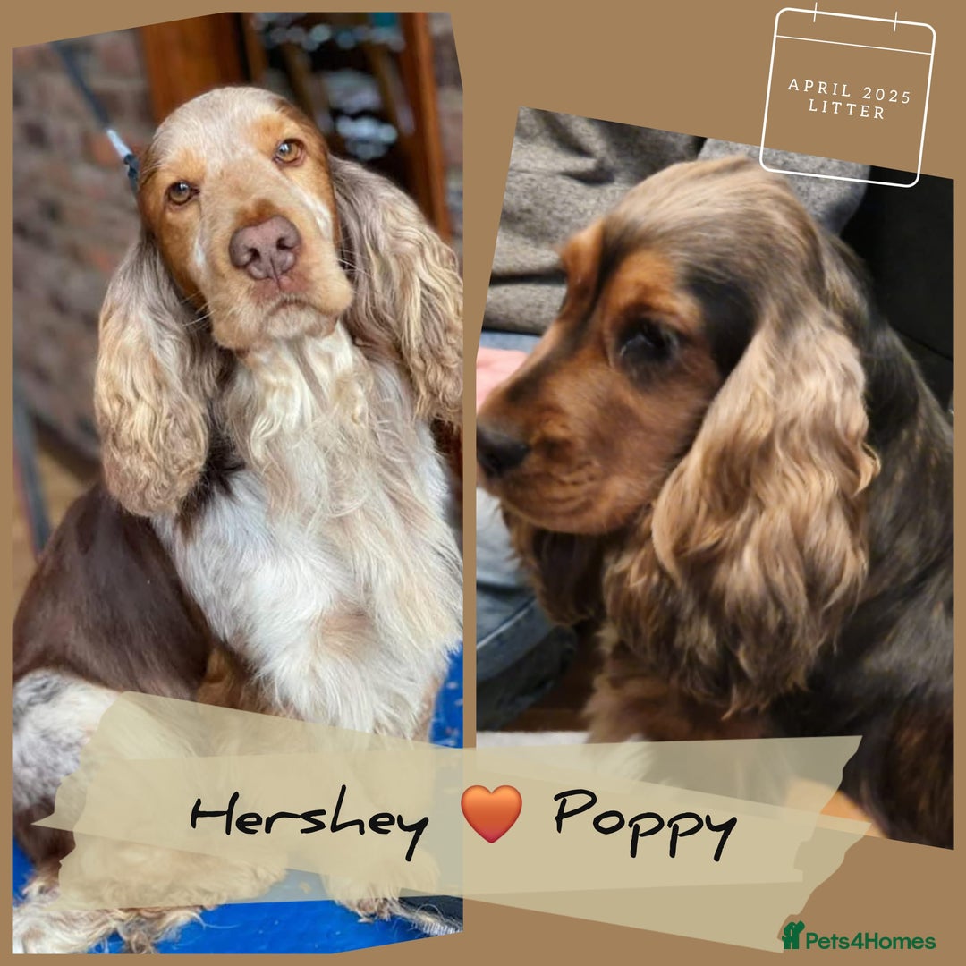 Cocker Spaniel dogs for sale: Applejacks Pedigree Show Cocker Spaniel Puppies - Image 7