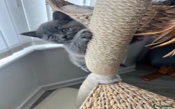 British Shorthair cats for sale: British shorthair hair kittens  - Image 5