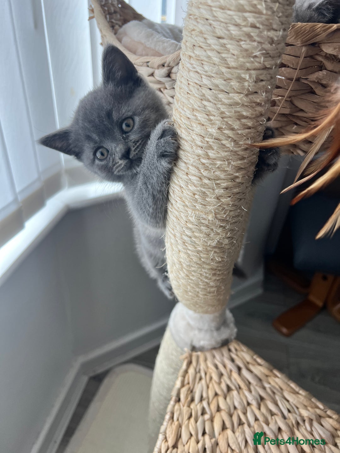 British Shorthair cats for sale: British shorthair hair kittens  - Image 5