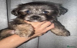 Mixed Breed dogs for sale: Mixed breed puppies for sale - Image 5