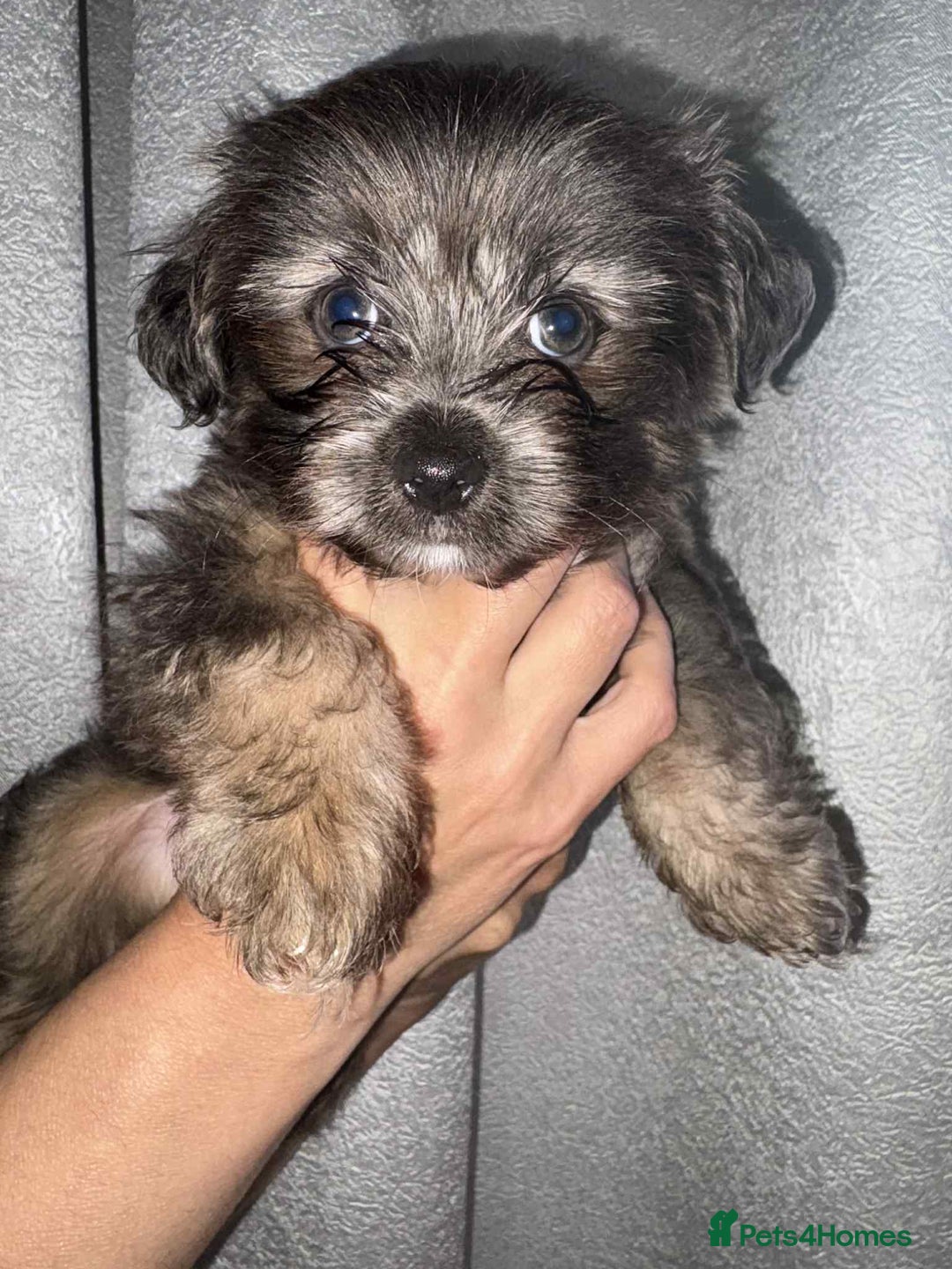 Mixed Breed dogs for sale: Mixed breed puppies for sale - Image 5