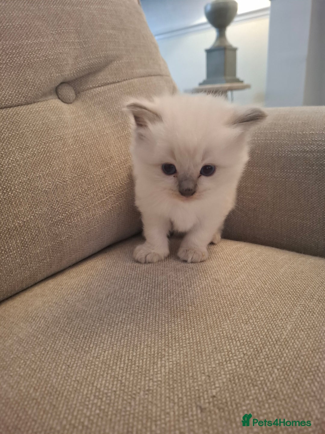 Ragdoll cats for sale: 🩵Blue Point KITTENS for sale!🩵 - Image 19