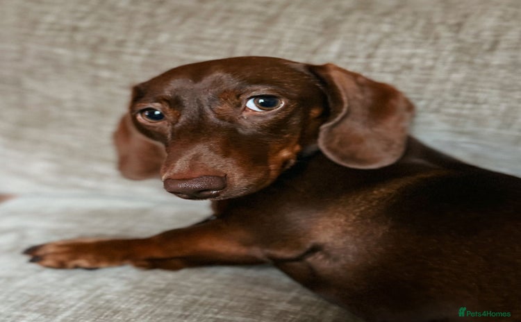 Miniature Dachshund dogs - Advert 12