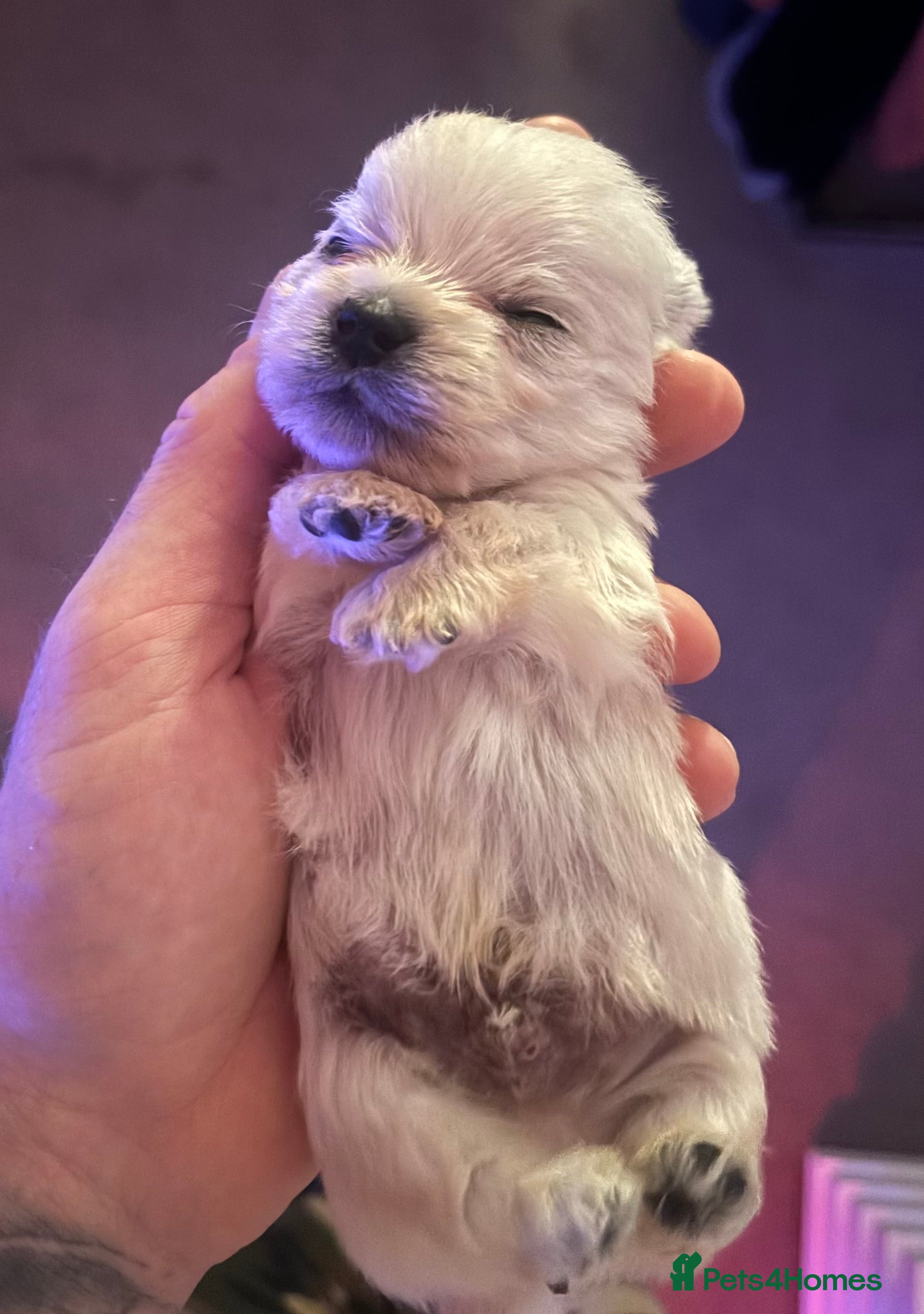 West Highland Terrier dogs Only 3 Westie Puppies Left – Ready for Homes Now! - Advert 2
