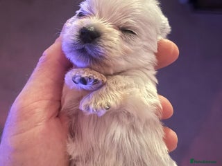 West Highland Terrier dogs Only 4 Westie Puppies Left – Ready for Homes Now! - Advert 3