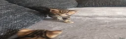 Bengal cats for sale: Bengal kittens looking for new family  - Advert 17
