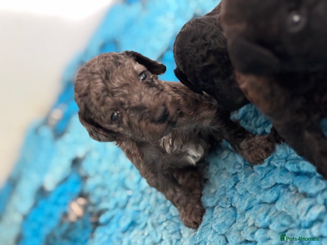 Miniature Poodle dogs for sale: Beautiful health tested miniature poodles  - Advert 14