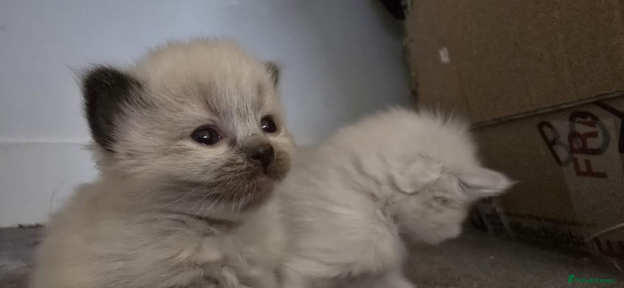 Mixed Breed cats Ragdoll/Siberian mix kittens - Advert 2