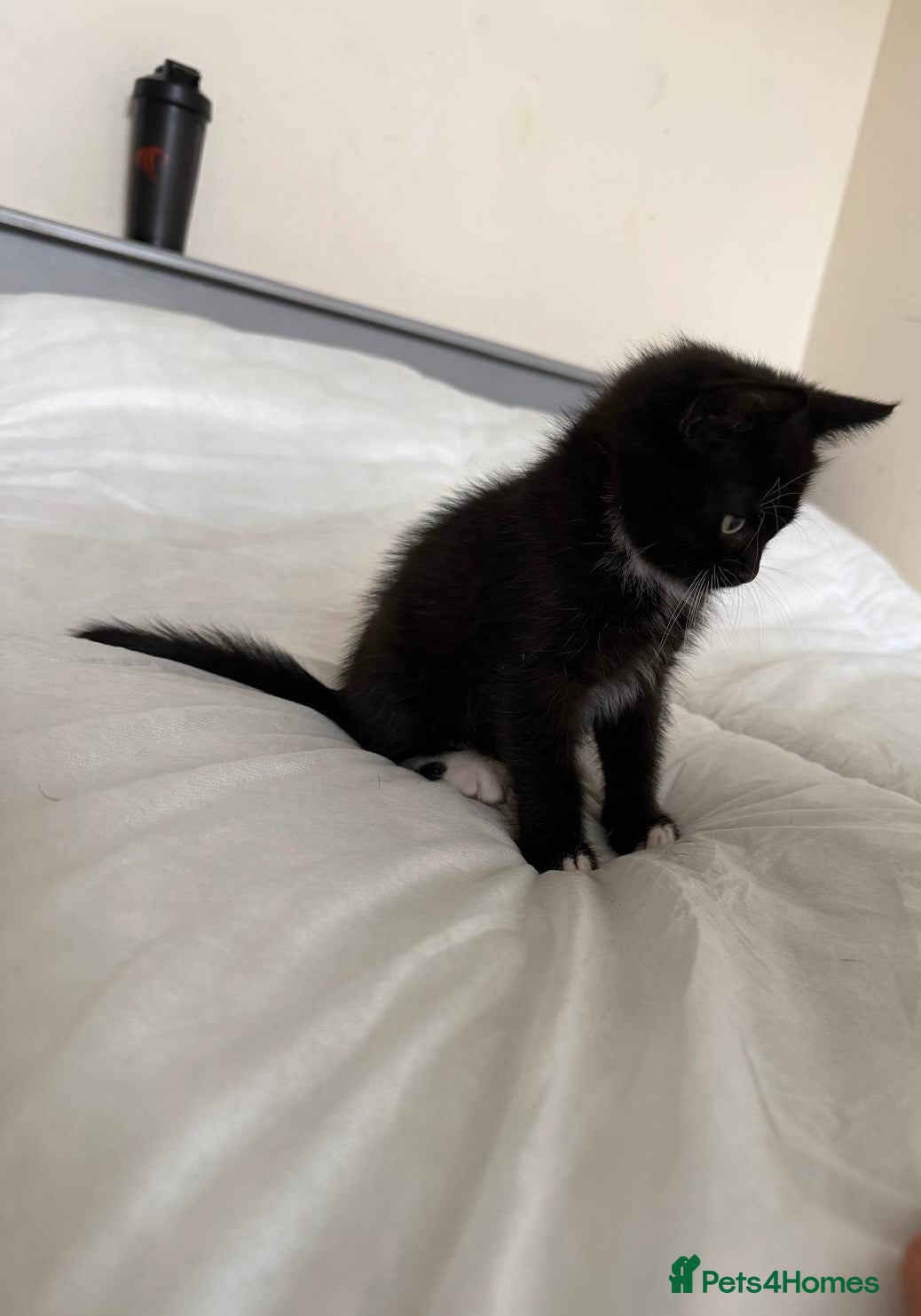 Mixed Breed cats for sale: Kittens 2 male  - Advert 7