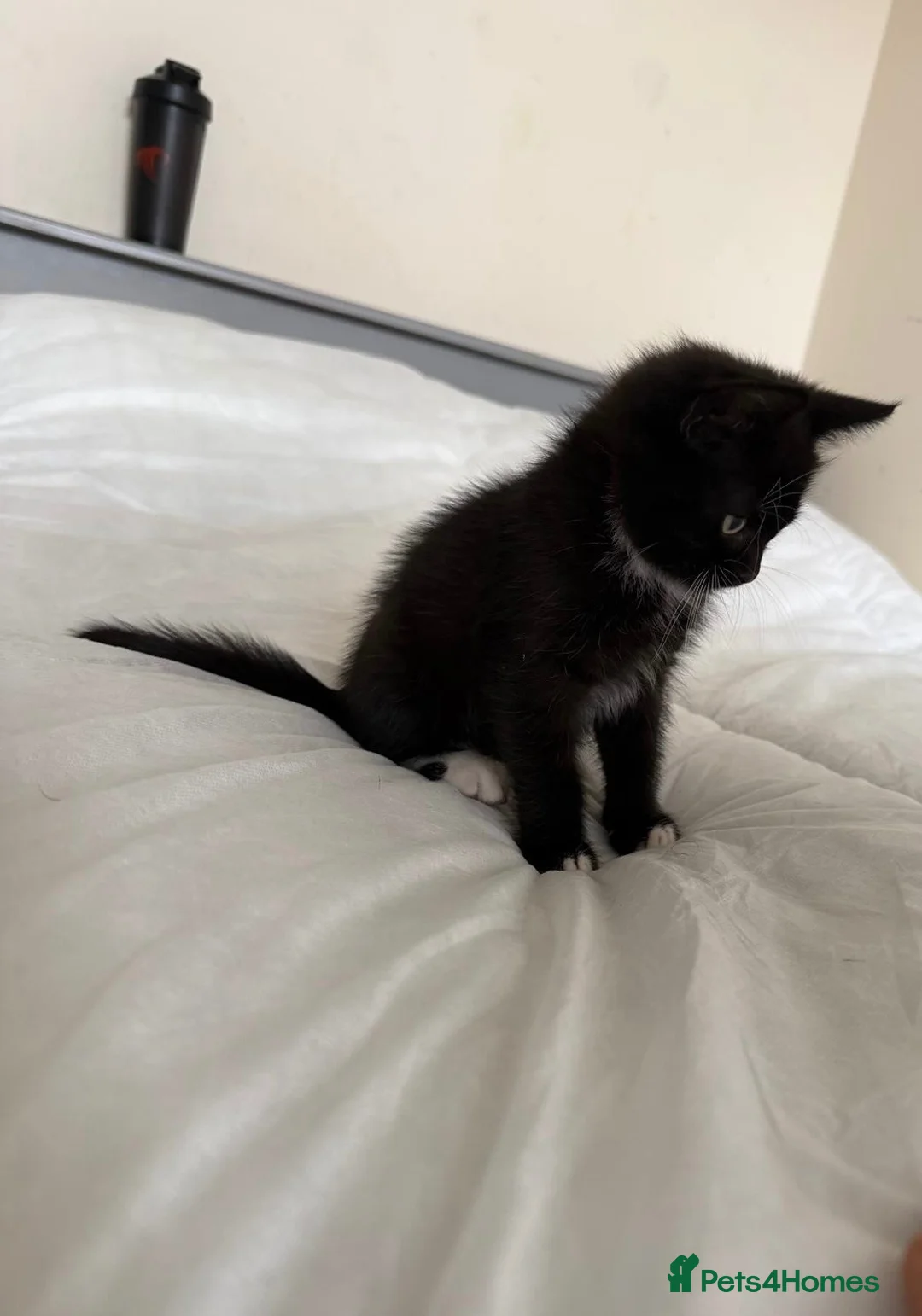 Mixed Breed cats for sale: Kittens 2 male  - Advert 1
