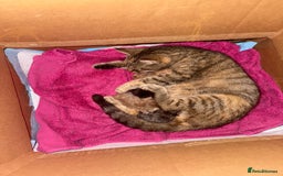 Mixed Breed cats for sale: Little girl ready on November 9th - Image 1