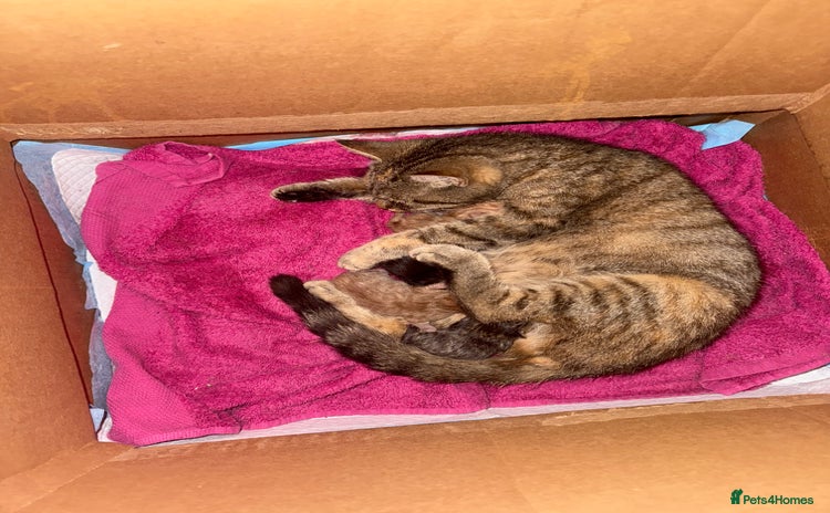 Mixed Breed cats - Advert 1