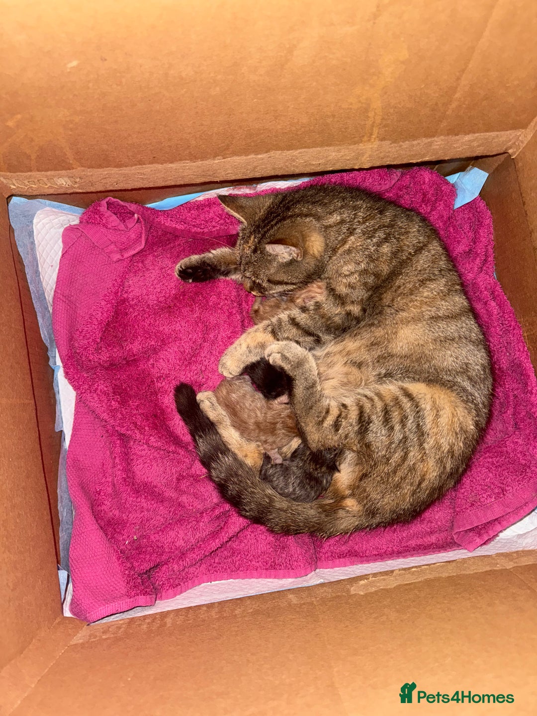 Mixed Breed cats for sale: Little girl ready on November 9th - Image 1