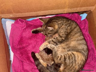 Mixed Breed cats - Advert 1