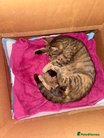 Mixed Breed cats - Advert 1