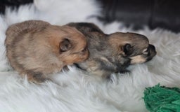 Pomeranian dogs for sale: 4 beautifull pomeranian puppies  - Advert 15