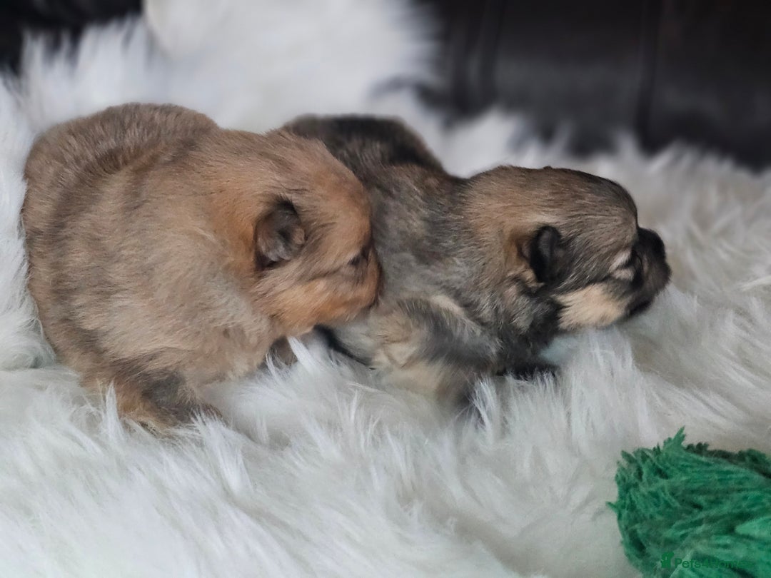 Pomeranian dogs for sale: 4 beautifull pomeranian puppies  - Advert 15