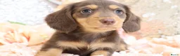 Miniature Dachshund dogs for sale: KC Longhair Miniature Dachshunds - Advert 4
