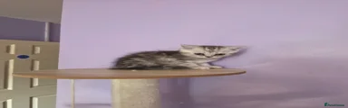 Scottish Fold Kitten 2