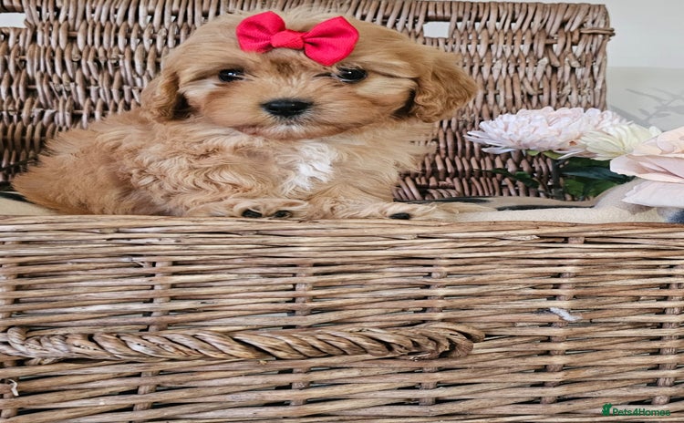 Cavapoo dogs - Advert 1