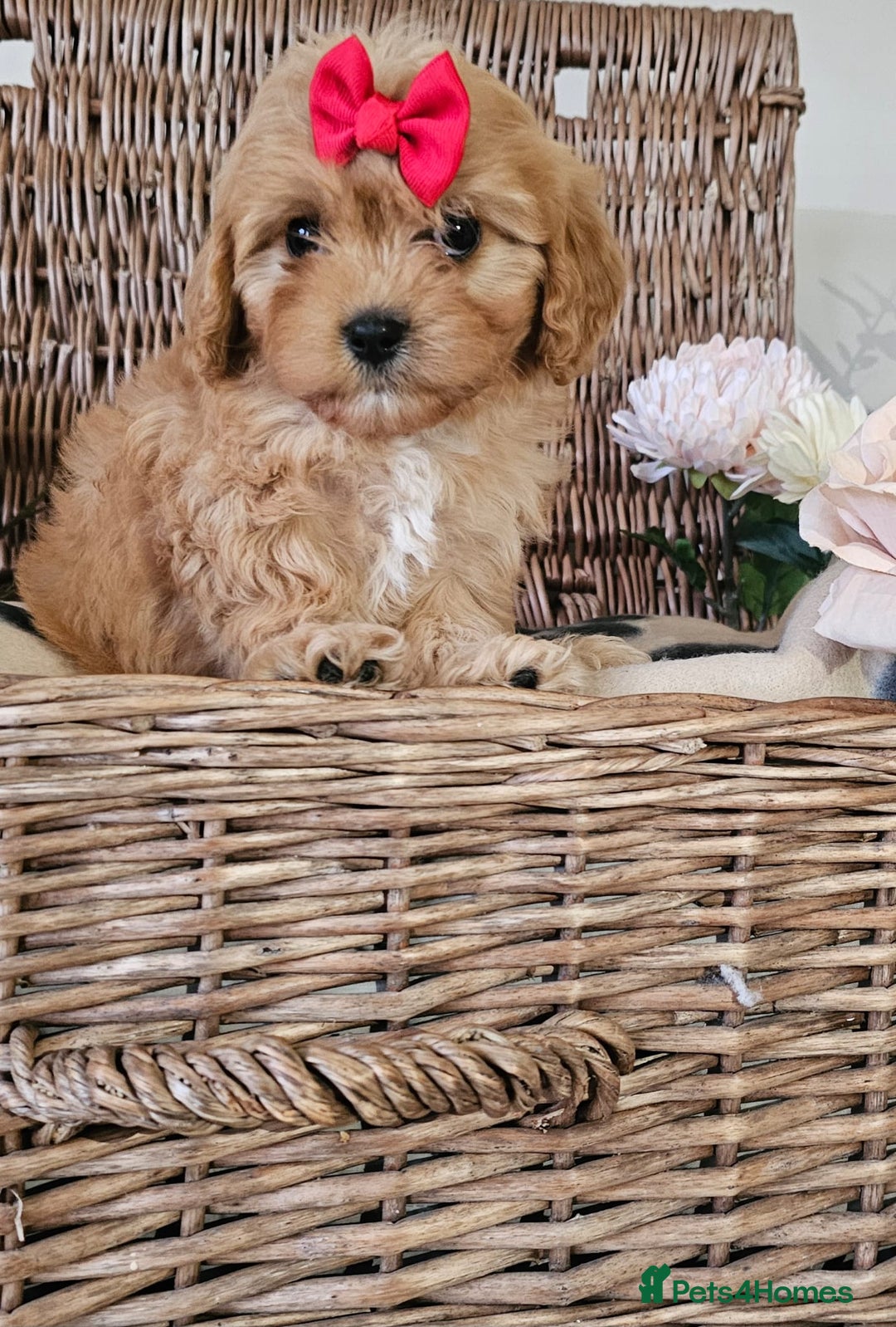 Cavapoo dogs for sale: Cavapoo puppies please call 07907327738 - Image 1