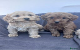 Cockapoo dogs for sale: PRA Clear show type cockapoo puppies  - Image 1