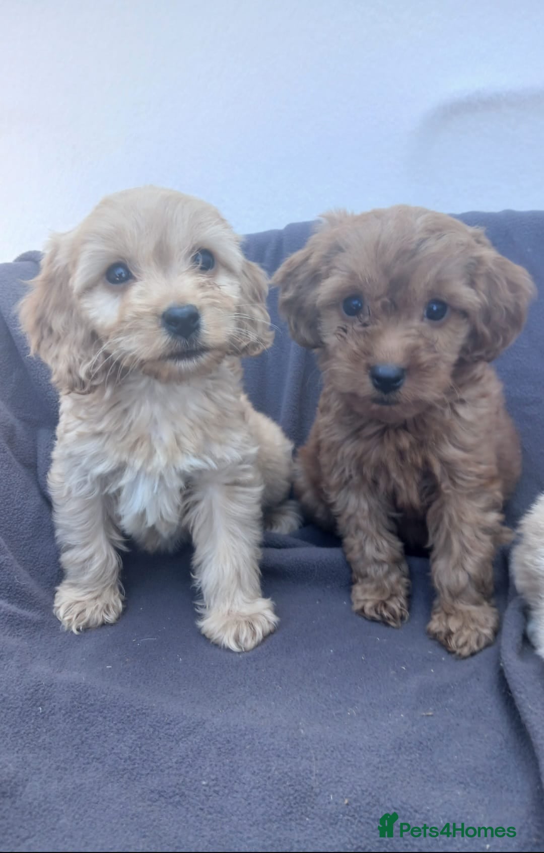Cockapoo dogs for sale: PRA Clear show type cockapoo puppies  - Image 1