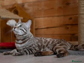 Bengal cats 🩶 IMPORTED SILVER MINK MALE 🩶 - Advert 6